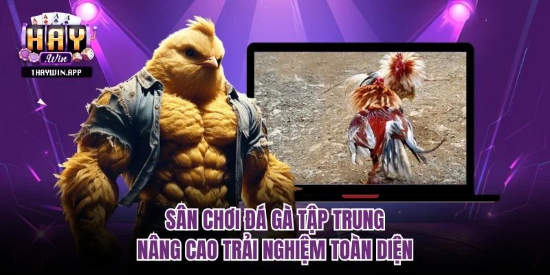 Sân chơi đá gà tập trung nâng cao trải nghiệm toàn diện